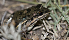 Leptodactylus latinasus