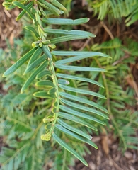 Taxus floridana