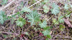 Geranium columbinum