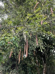 Parmentiera cereifera