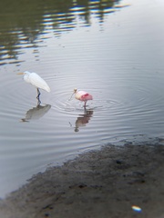 Platalea ajaja
