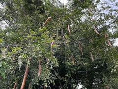 Parmentiera cereifera