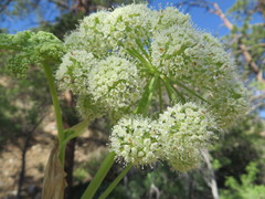 Angelica scabrida