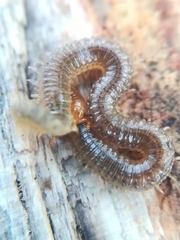 Henia vesuviana