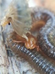 Henia vesuviana