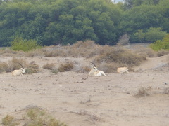 Gazella marica