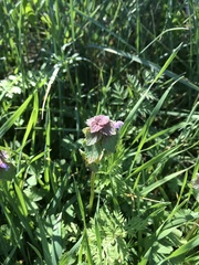Lamium purpureum