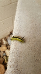 Lophocampa mixta