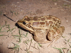 Leptodactylus luctator