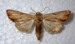 Apamea lithoxylaea