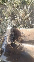 Cratogeomys castanops