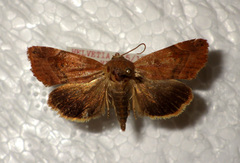 Cosmia affinis