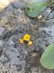 Scorpiurus muricatus