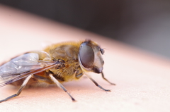 Eristalis similis