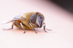 Eristalis similis
