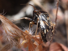 Cyphodema instabilis