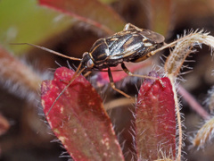 Cyphodema instabilis