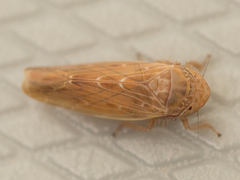 Thamnotettix dilutior