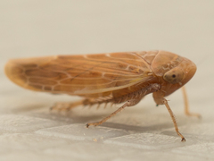 Thamnotettix dilutior