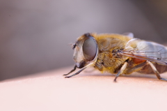 Eristalis similis