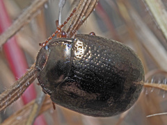 Chrysolina