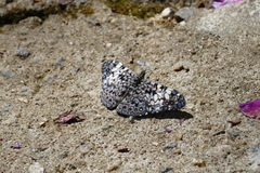 Hamadryas fornax