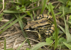 Leptodactylus mystacinus
