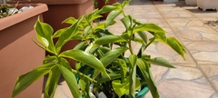 Costus