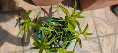 Costus