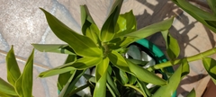 Costus