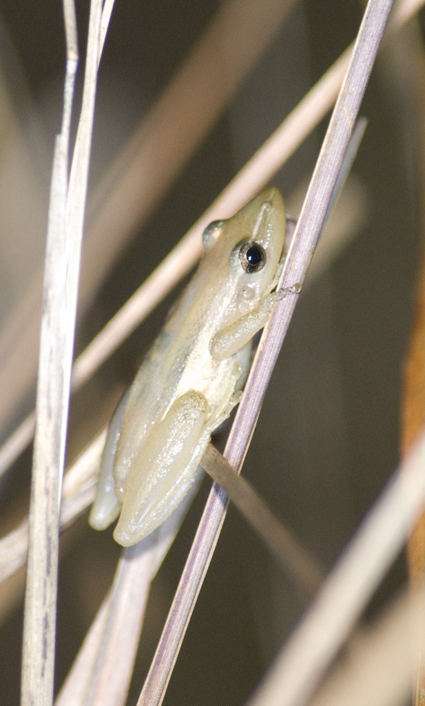 Striped Snouted Treefrog