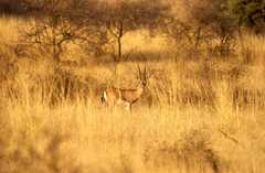 Gazella bennettii