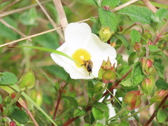 Platynochaetus setosus