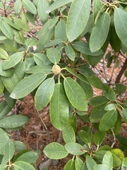Magnoliopsida