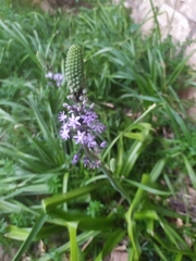 Scilla hyacinthoides