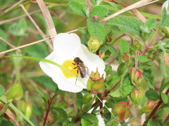 Platynochaetus setosus