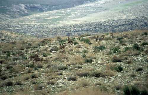 Gazella gazella