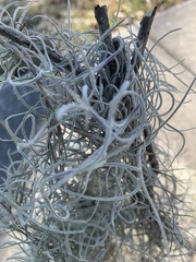 Tillandsia usneoides