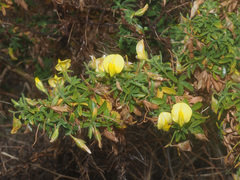 Ononis angustissima longifolia