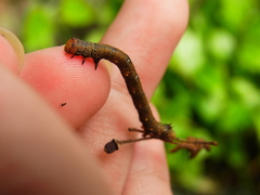 Descoreba simplex
