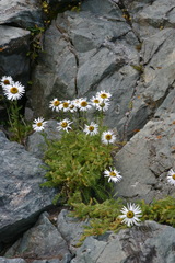 Tanacetum pulchrum