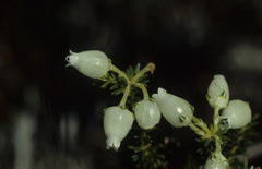Erica physodes