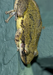 Scinax nasicus