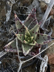 Dudleya acuminata