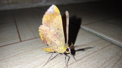 Hyperythra