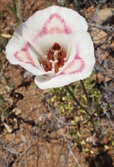 Calochortus venustus