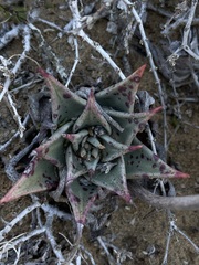 Dudleya acuminata