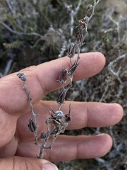 Dudleya acuminata