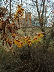 Hamamelis vernalis