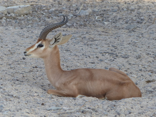 Gazella arabica